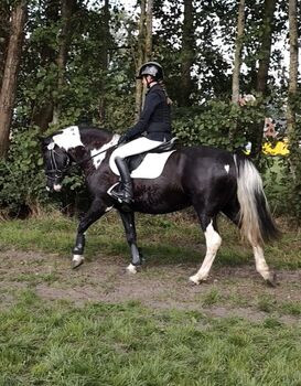 Freizeitpferd, Kinderpony, Wiedereinsteiger, Springpferd