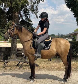 Freizeit Pferd Pony Andalusier Wallach