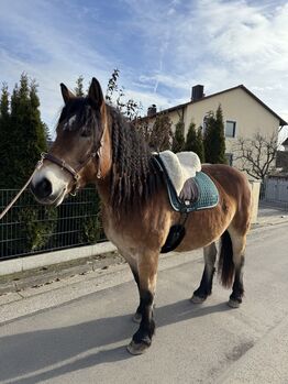 Freizeitpferd gesucht – lieber Wallach mit Herz, Selina, Horses For Sale, Dachau