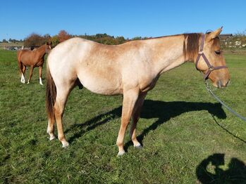 Red Dun Nachwuchstalent mit guter Reining Abstammung