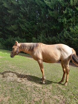 Red Dun Nachwuchstalent mit guter Reining Abstammung