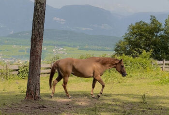 Red Dun Qh Stute - 3j mit toller Abstammung - unter Wert!