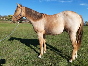 Red Dun Nachwuchstalent mit guter Reining Abstammung, Kerstin Rehbehn (Pferdemarketing Ost), Horses For Sale, Nienburg