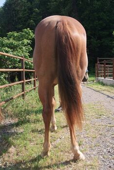 Red Roan Qh Stute 3j sucht förderne Hände