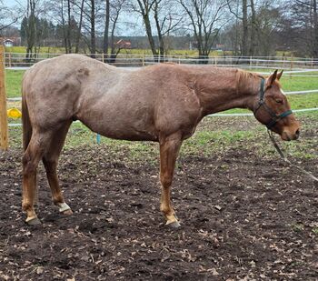 Red roan Quarter Horse Hengst mit top Allround Abstammung, Kerstin Rehbehn (Pferdemarketing Ost), Pferd kaufen, Nienburg
