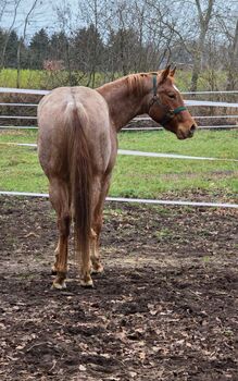 Red roan Quarter Horse Hengst mit top Allround Abstammung
