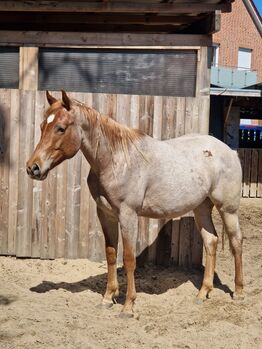 Red roan Quarter Horse Hengst mit top Allround Abstammung, Kerstin Rehbehn (Pferdemarketing Ost), Horses For Sale, Nienburg