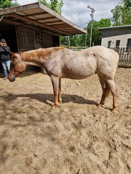 Red roan Quarter Horse Hengst mit top Allround Abstammung
