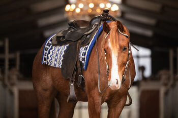 Red roan Quarter Horse Wallach mit top Abstammung