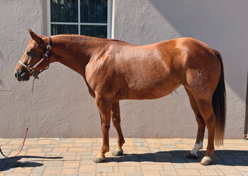 Red Roan Wimpy Enkelin (2021) sucht fördernde Hände, Amelie Liegl, Horses For Sale, Eppan