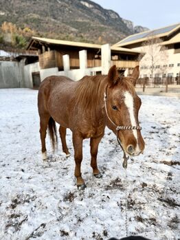 Red Roan Wimpy Enkelin (2021) sucht fördernde Hände