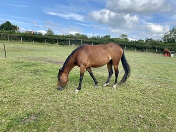 Registered Part Bred Section D 4 year Old Mare, Terri, Horses For Sale, Pentre'r beirdd