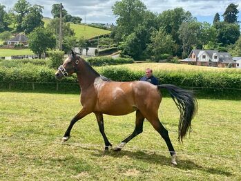 Registered Part Bred Section D 4 year Old Mare, Terri, Horses For Sale, Pentre'r beirdd