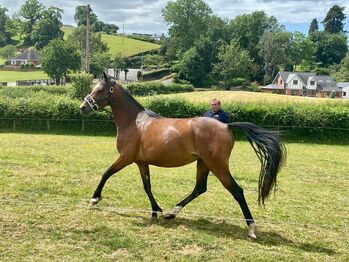 Registered Part Bred Section D 4 year Old Mare, Terri, Pferd kaufen, Pentre'r beirdd