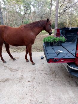 Registered QH western pleasure mare., Amber, Horses For Sale, Magnolia