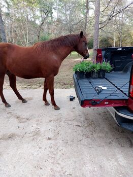 Registered QH western pleasure mare., Amber, Konie na sprzedaż, Magnolia