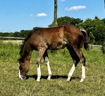 Reining gezogenes Quarter Horse Hengstfohlen v. Shiners Voodoo