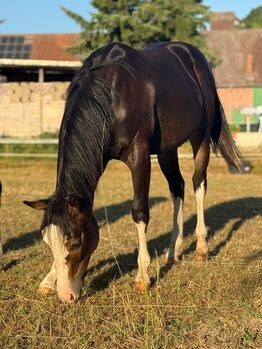 Reining gezogener Quarter Horse Hengst v. Shiners Voodoo, Kerstin Rehbehn (Pferdemarketing Ost), Horses For Sale, Nienburg