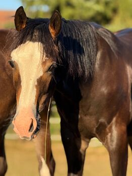 Reining gezogener Quarter Horse Hengst v. Shiners Voodoo