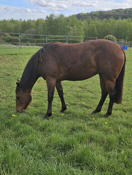 cheval reining, MAURICE VERDENNE, Horses For Sale, AYWAILLE