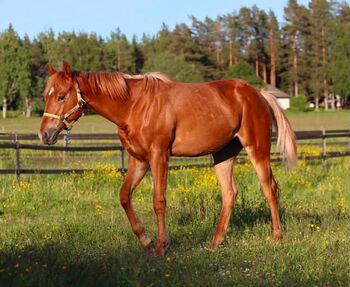 Reining-Nachwuchs aus bewährten Blutlinien, Kerstin Rehbehn (Pferdemarketing Ost), Pferd kaufen, Nienburg