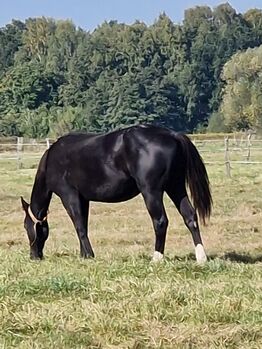 Reining-Nachwuchs mit Wow-Faktor - Schwarzer Quarter Horse Hengst mit tollem Pedigree
