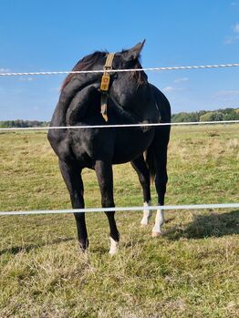 Reining-Nachwuchs mit Wow-Faktor - Schwarzer Quarter Horse Jährling mit tollem Pedigree