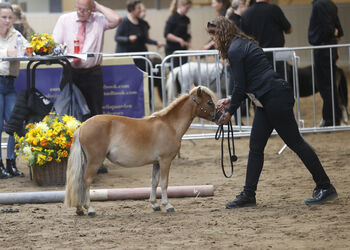 Purebred Falabella miniature horse yearling mare