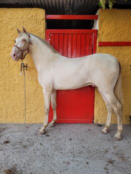 Pura Rasa Española, Joanna, Pferd kaufen, El Ejido
