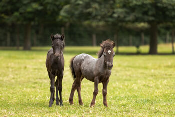 Purebred Falabella miniature horse