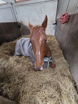 Reitbeteiligung an 4 jährige Paintstute, Christina Karger , Reitbeteiligungen, Balingen 