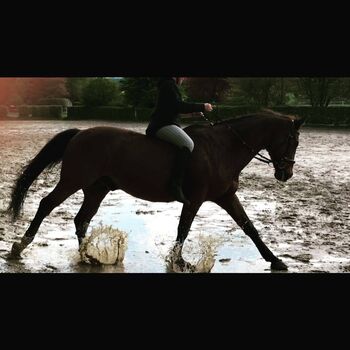 Reitbeteiligung Erlensee oder Umgebund, Sam , Horse Sharing
, Erlensee