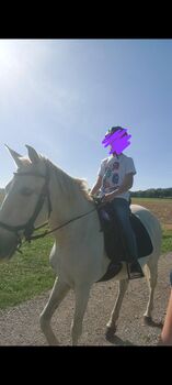 Reitbeteiligung Geführtes reiten kinderreiten, Powerhorse, Pferd kaufen, Ziemetshausen