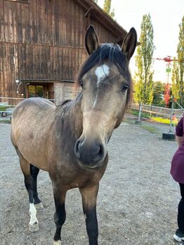 Reitbeteiligung gesucht!, Luna, Konie na sprzedaż, Fällanden 