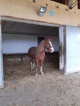 Reitbeteiligung, Anna, Horse Sharing, Graz