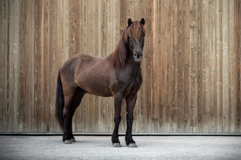 Reitbeteiligung Isländerwallach, Isländerwallach , Claudia, Reitbeteiligungen, Klausen-Leopoldsdorf