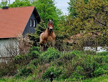 Reitbeteiligung an Kaltblutstute, Sabine , Reitbeteiligungen, Ahlen, Westfalen