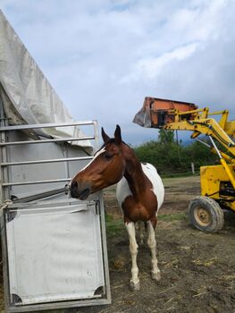 Reitbeteiligung