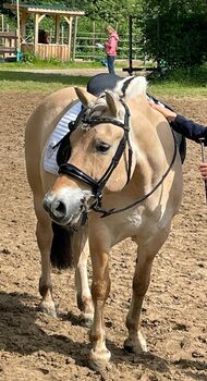 Reitbeteiligung auf tollem Pony in Fritzlar-Obermöllrich