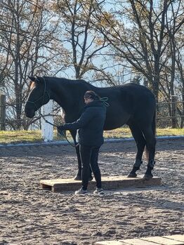 Reitbeteiligung zu vergeben, Marion Kaya, Pferd kaufen, Leoben