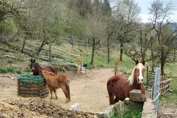 Reitbeteiligungen gesucht! Pferde suchen Reiter, Marina, Reitbeteiligungen, Weißenohe