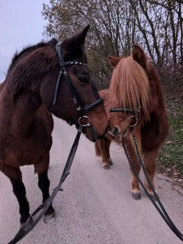 Reitbeteiligungen gesucht! Pferde suchen Reiter
