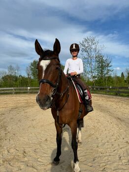 Reiter sucht reitbeteiligung