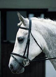 Horse Riding Ties,Horse Riding Stocks at Brendon Saddlery