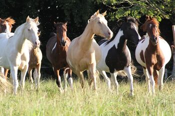 Reitlager auf dem Elfenhof