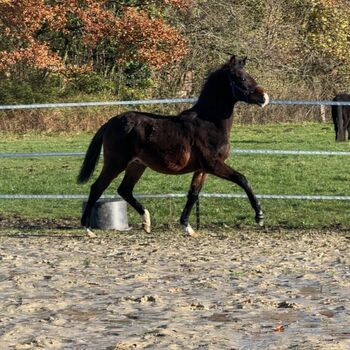 Reitpony Absetzer v. Top Boy of Love, Anna Wessel , Pferd kaufen, Bassum