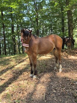 Reitpony Welsh Cob Kinderpony