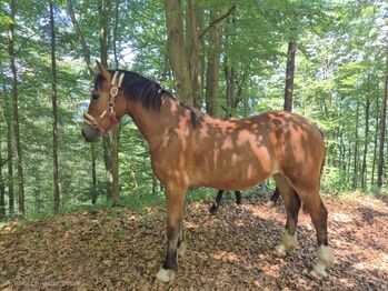 Reitpony Welsh Cob Kinderpony, Karina Fischer, Pferd kaufen, DROBOLLACH 