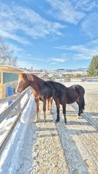 Reitpony Welsh Pony Kinderpony, Karina Fischer, Pferd kaufen, DROBOLLACH 