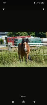 Reitponystute